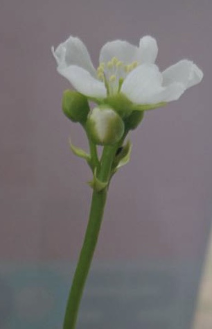 M エイド ニュース 店内で育てているハエトリソウの花が咲きました 新潟市秋葉区にあるコスモ調剤薬局からのお知らせです
